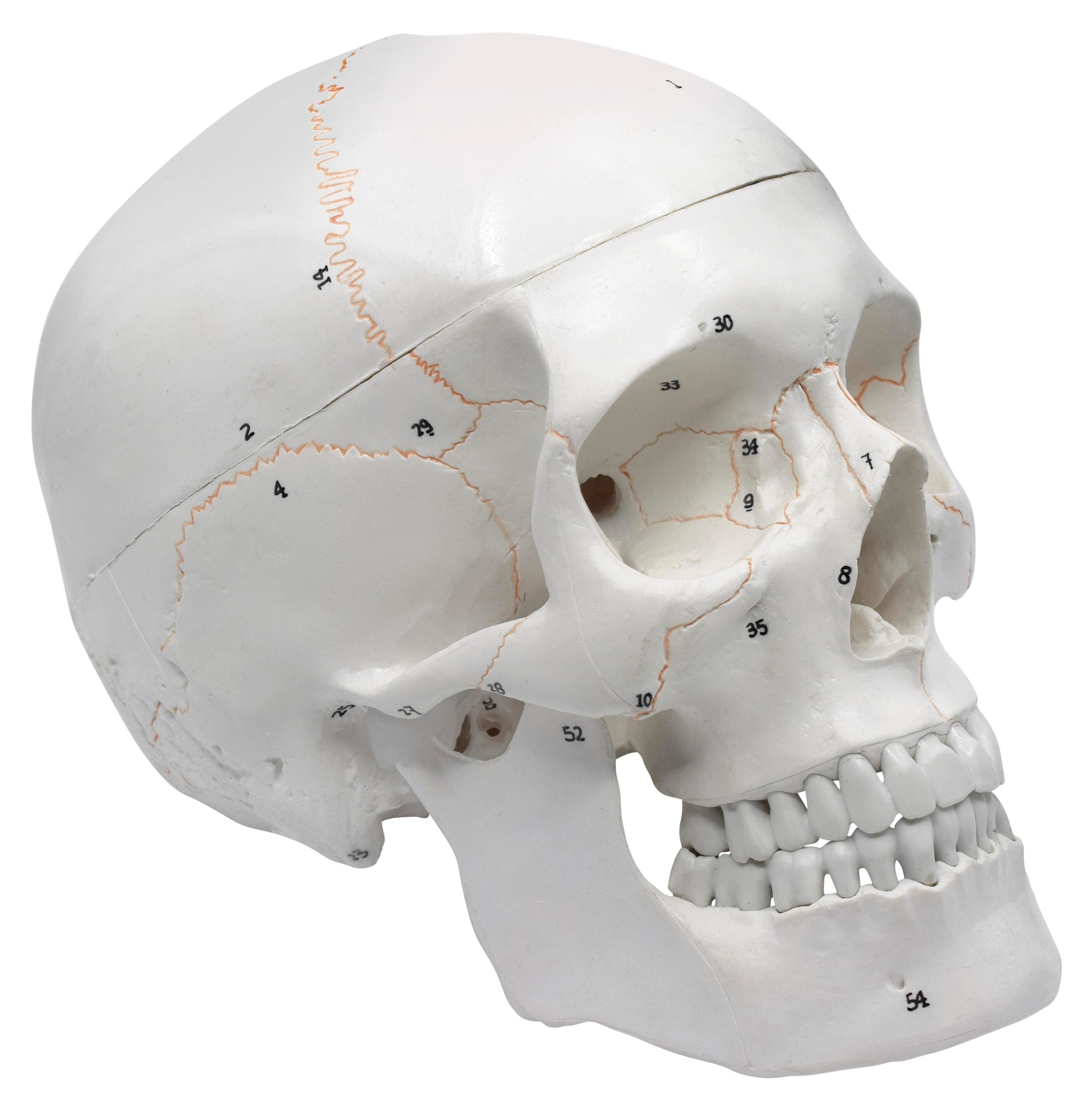 Eisco Full-Size Adult Human Skull Model with Removable Skull Cap, 3 Parts 2144629